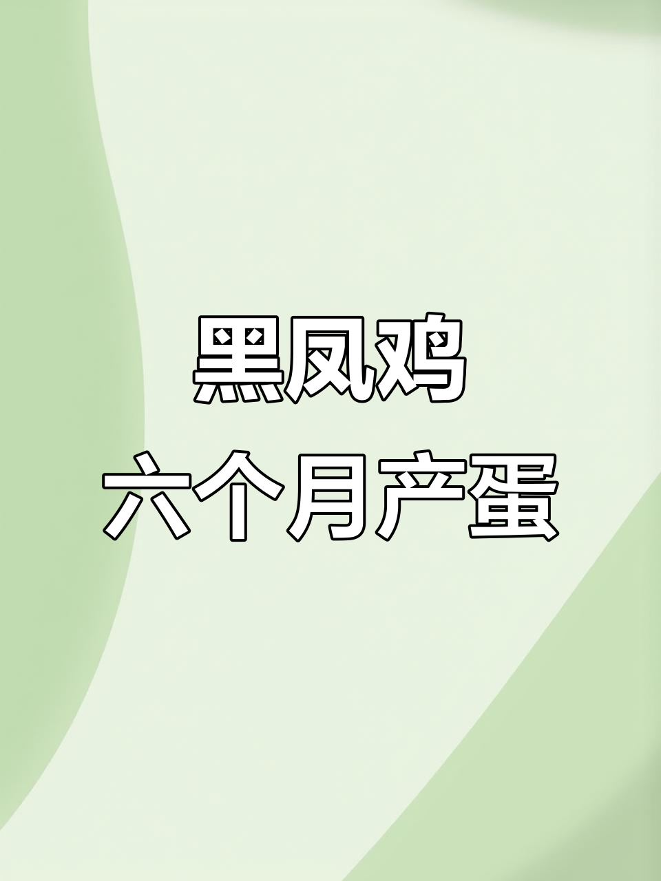 散养黑凤鸡,六个月开始下蛋,绿壳四斤重