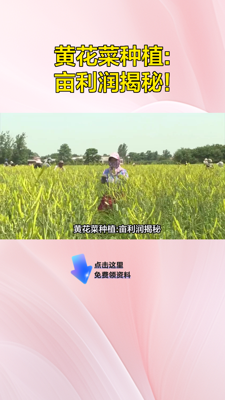黄花菜种植:亩利润揭秘!