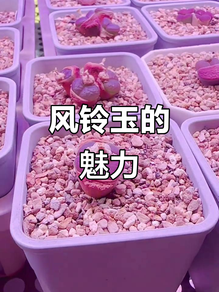 肉锥风铃玉:多肉植物中的美丽奇迹