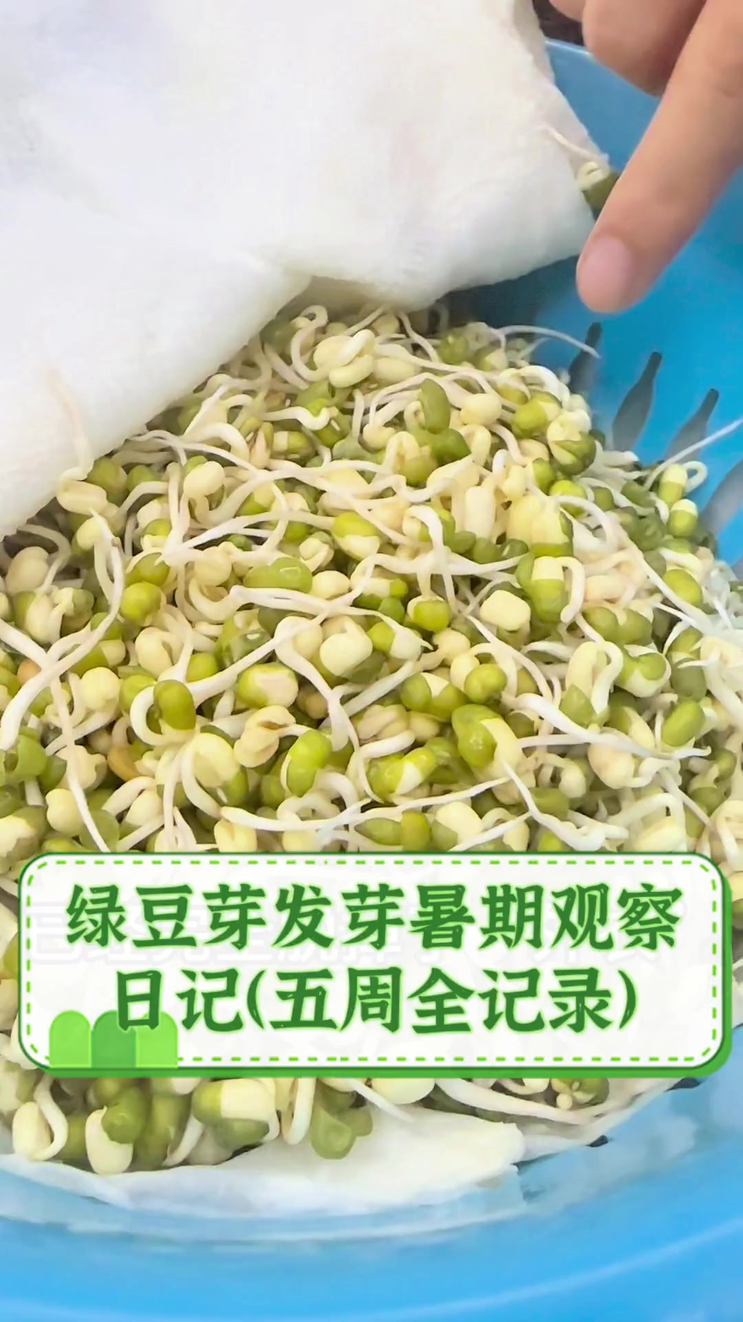 绿豆芽发芽暑期观察日记(五周全记录)