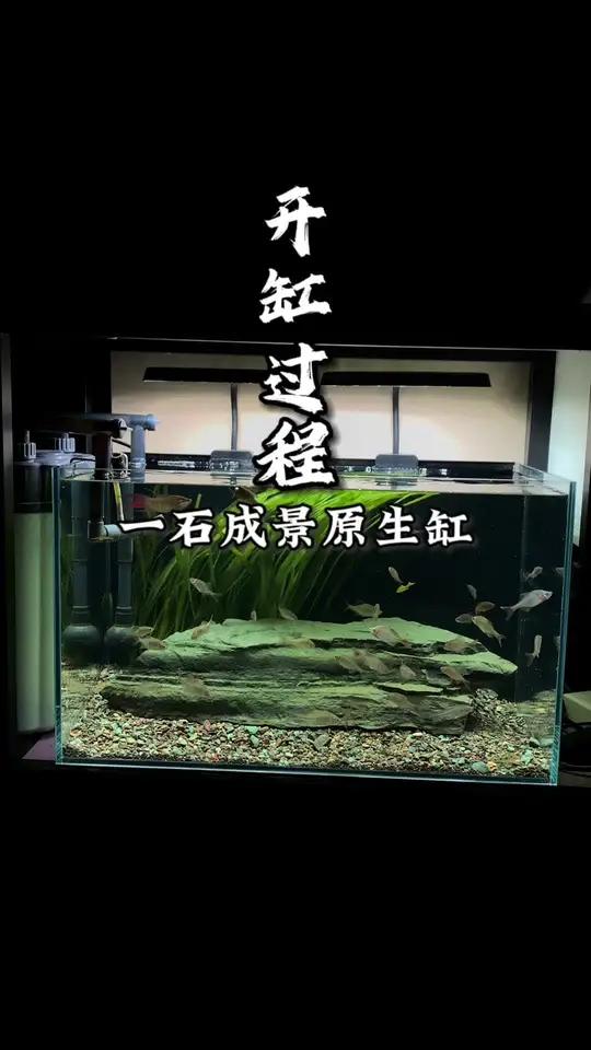创作灵感 手又痒了,开一个!养鱼真的可以不用花很多钱,野采的石头,野采的沙子,野采的鱼,简