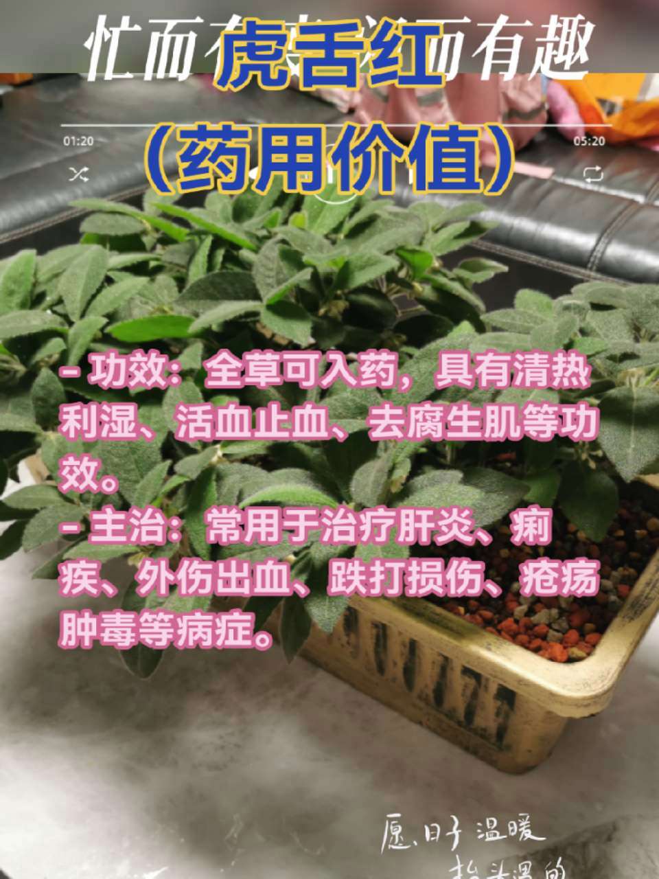 虎舌红 虎舌红是一种具有药用价值的植物,其主要药用价值如下:- 功效:全草可入药,具有清热