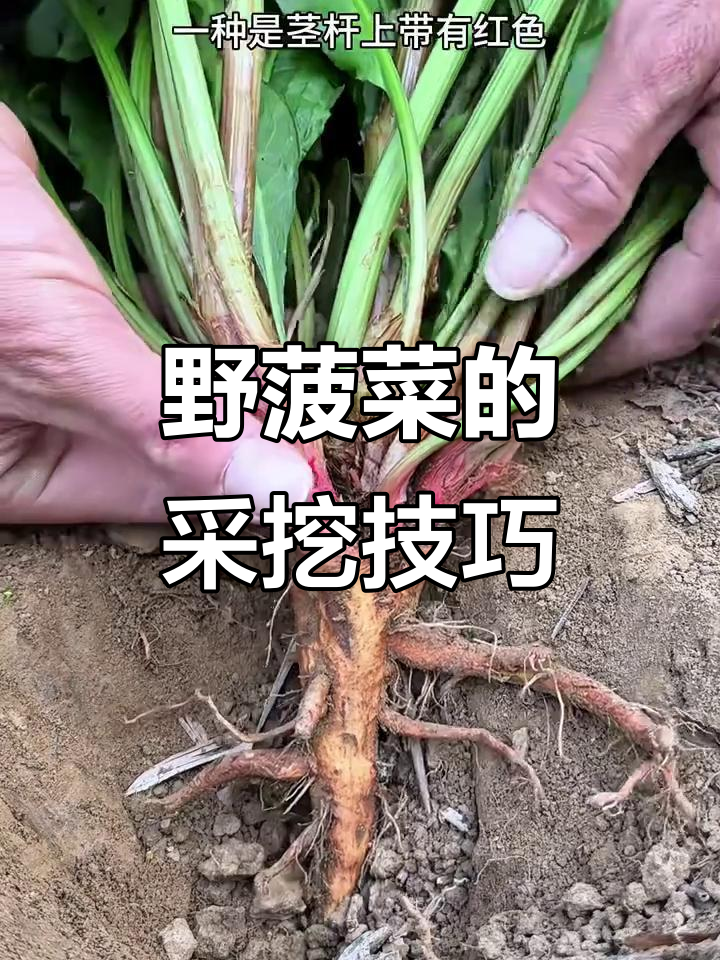 野菠菜两种,块根大又多,河边湿地最易找到