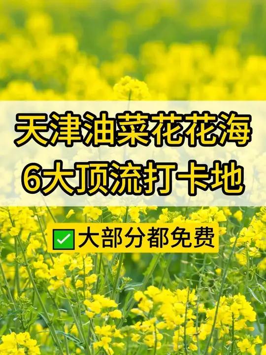 天津下一个顶流——油菜花花海上线!你还知道哪些地方?#油菜花 #天津 #花海 #游玩攻略 