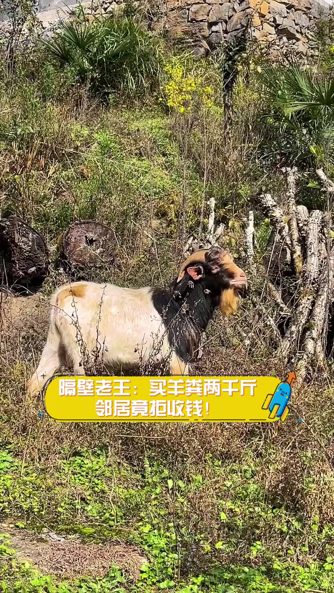 隔壁老王:买羊粪两千斤,邻居竟拒收钱!
