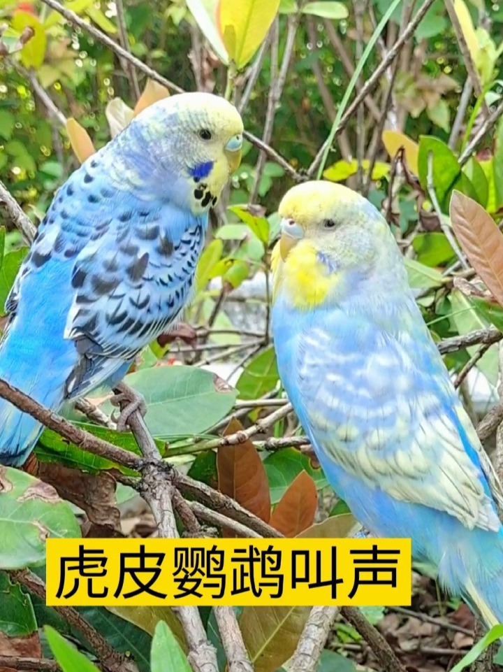 虎皮鹦鹉叫声