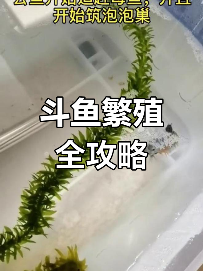 中国斗鱼繁殖全过程揭秘,轻松孵化小鱼苗