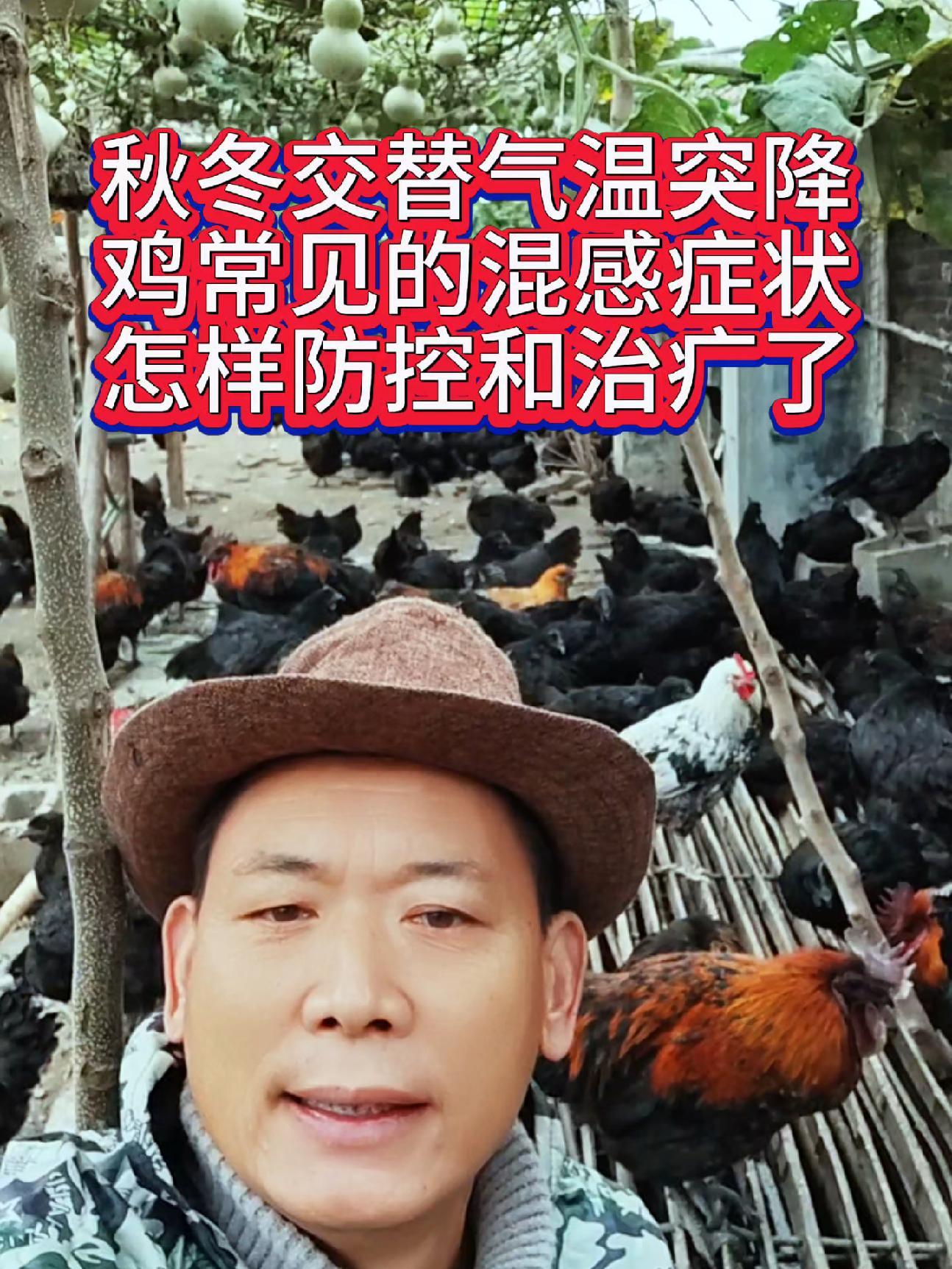 秋冬交替气温骤降,养鸡过程中注意观察和防控,科学养鸡 养鸡知识 养鸡技术 科学养鸡 鸡病防