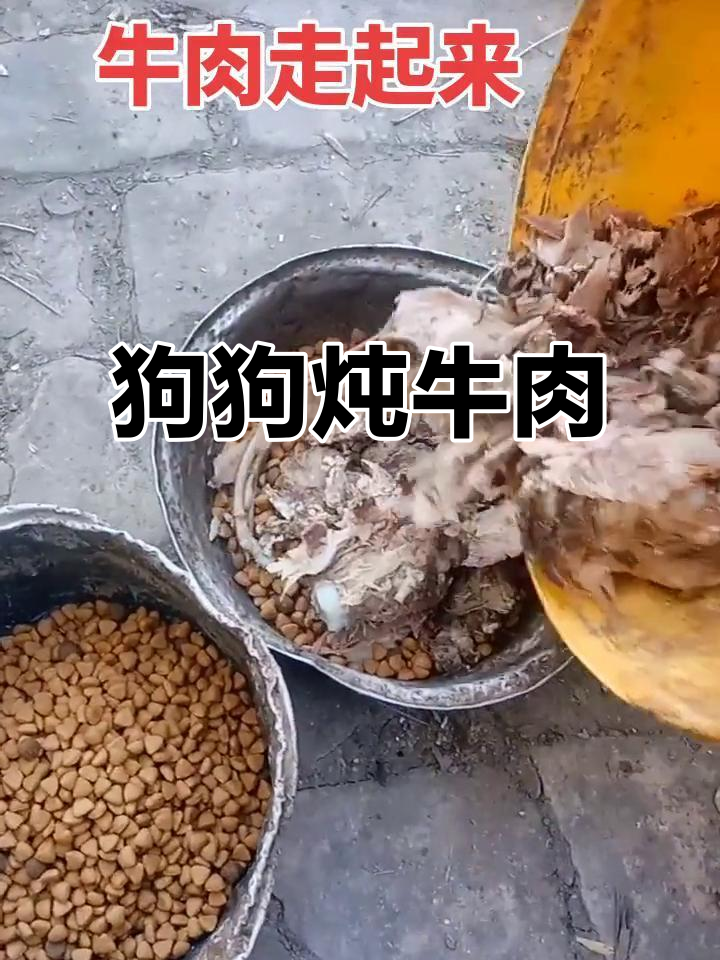 狗狗下午煮牛肉,现场实拍!