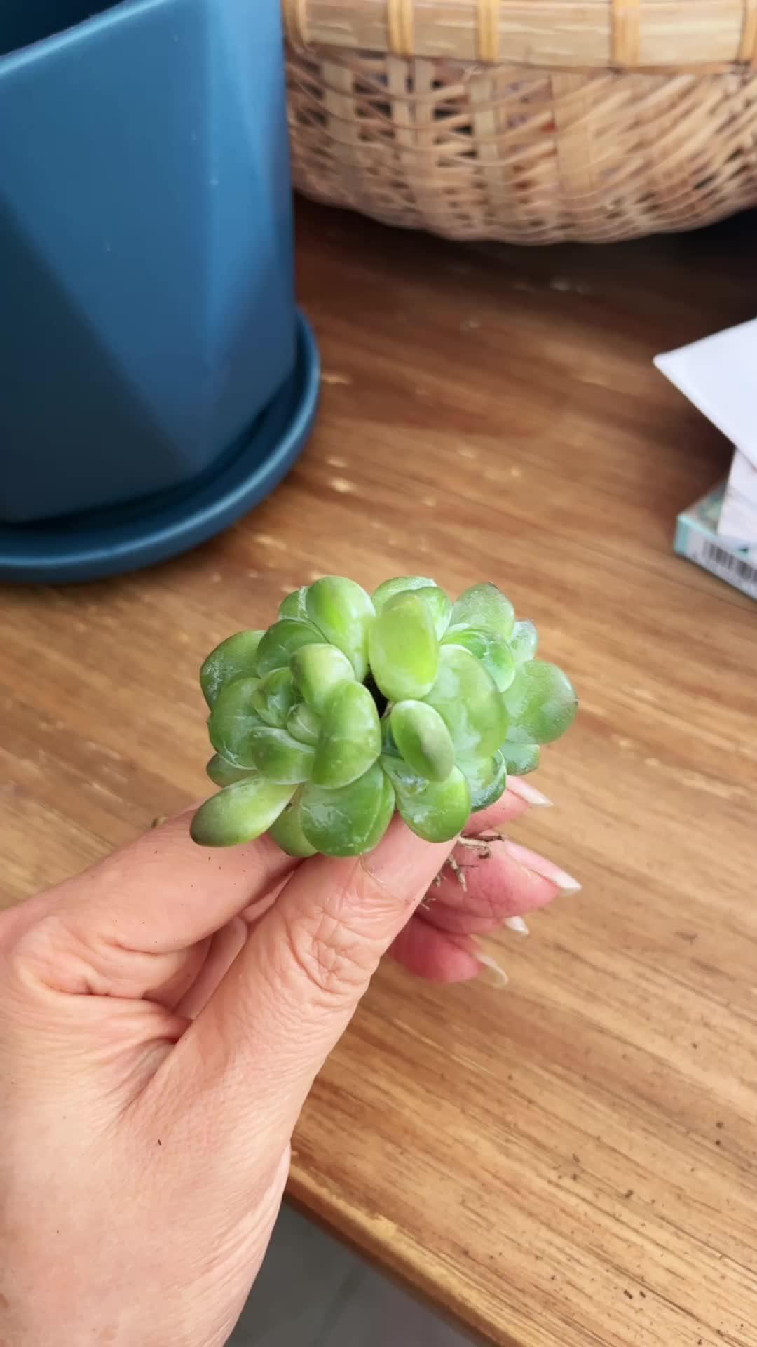 多肉植物 肉肉的世界 翡翠冰玉