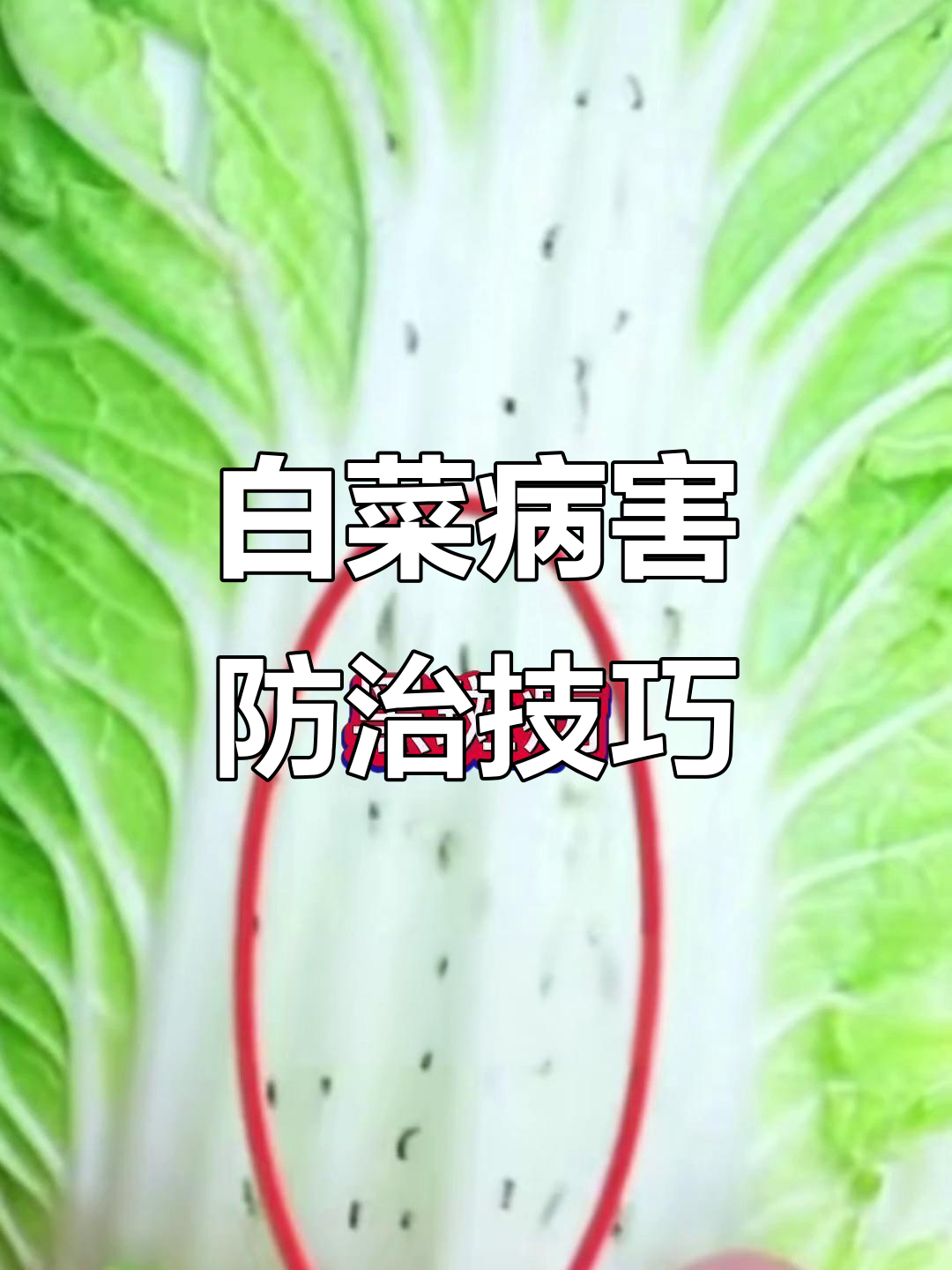 白菜常见病害及防治方法,轻松应对黑斑病、病毒病等