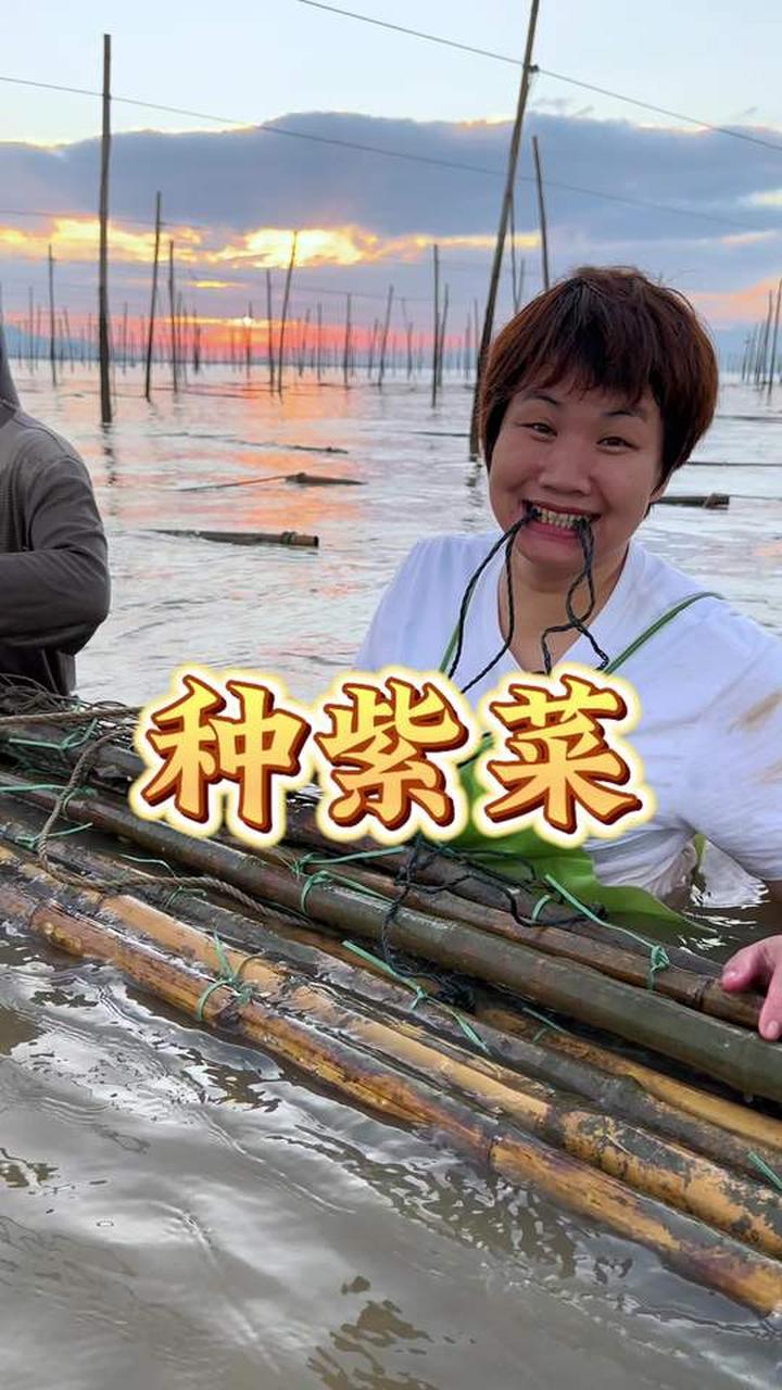 紫菜种植、生长环境及头水紫菜收割时间你知道吗？
