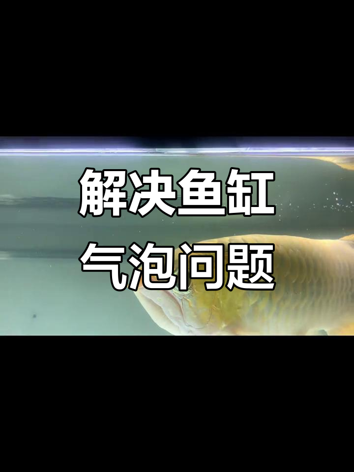 鱼缸水面泡沫多?这些方法帮你解决