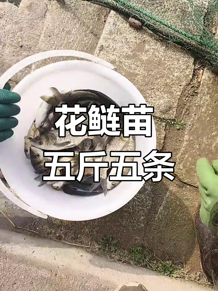 花鲢苗与四大家鱼混装,一斤五条左右,需要的联系
