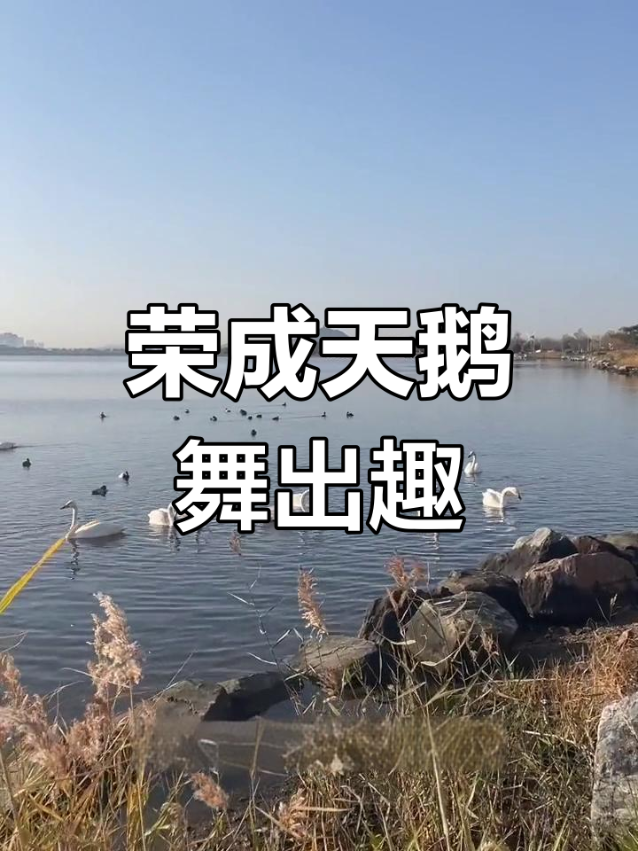 荣成天鹅湖迎来大迁徙,灰白羽毛的天鹅翩翩起舞