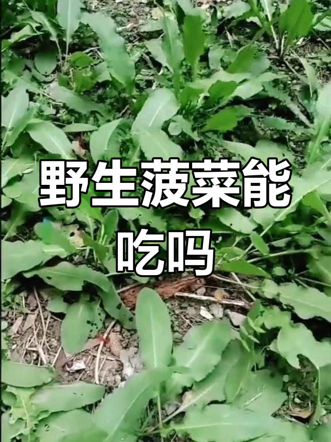 农村常见野菠菜,牛羊不吃却有人当菜吃,你敢试吗?