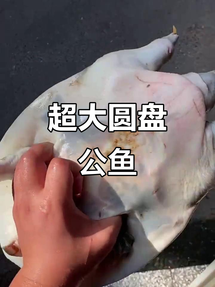 超大公鱼,爪子超美!