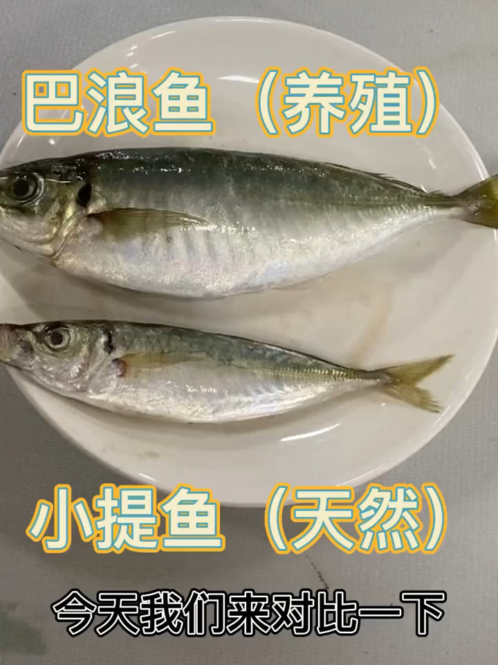 为什么养殖巴浪鱼这么贵,看看跟野生的区别