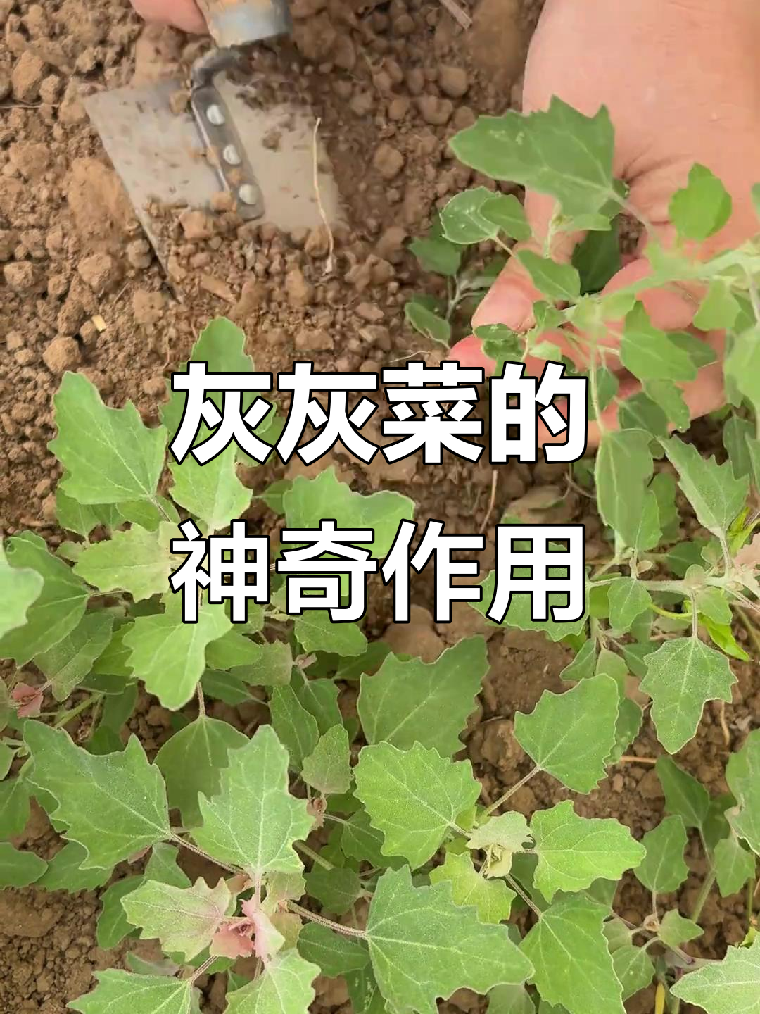 灰灰菜:田间宝物,营养丰富却常被忽视