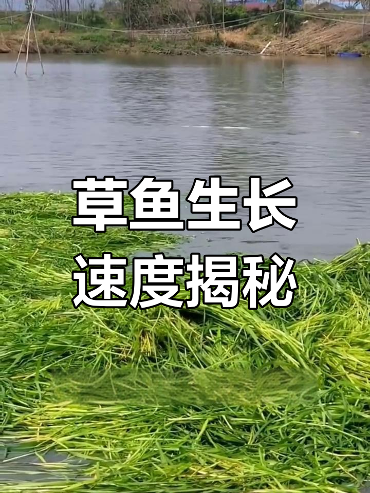 草鱼喂青草,一年能长多少斤?