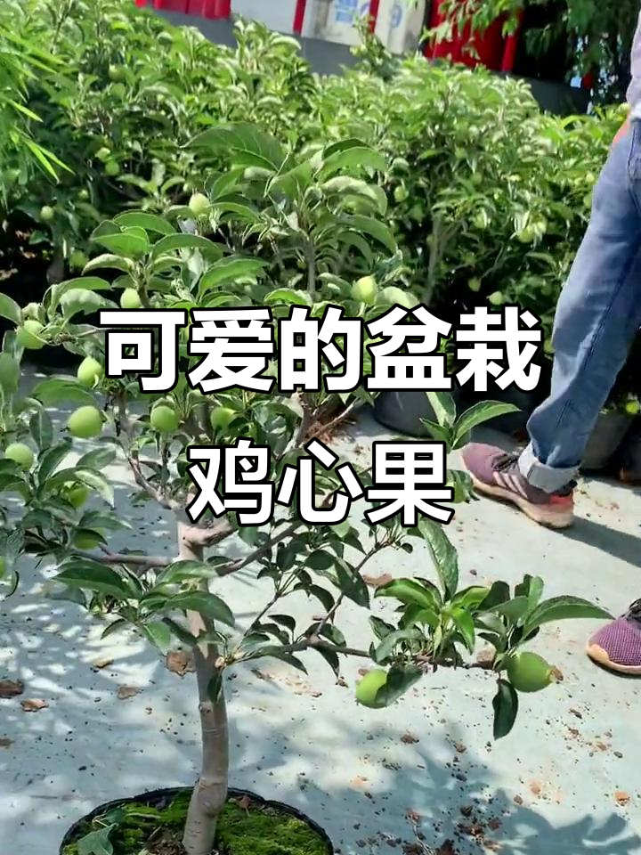 盆栽鸡心果:天使般的可爱互动