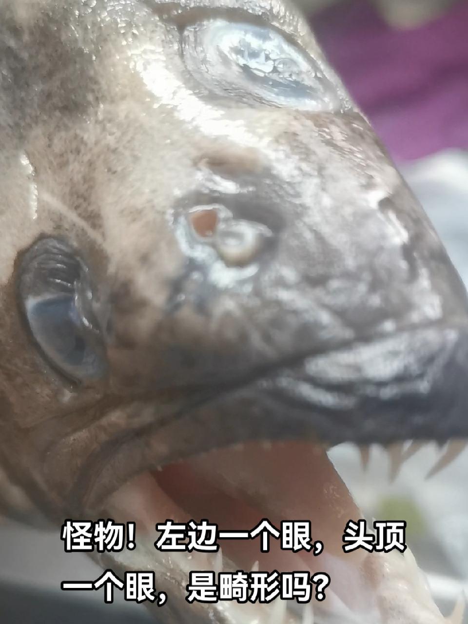 世界之大无奇不有,买了鱼头收拾的时候,竟然发现这脑袋上面的眼睛不是对称长的。竟然长了个天眼
