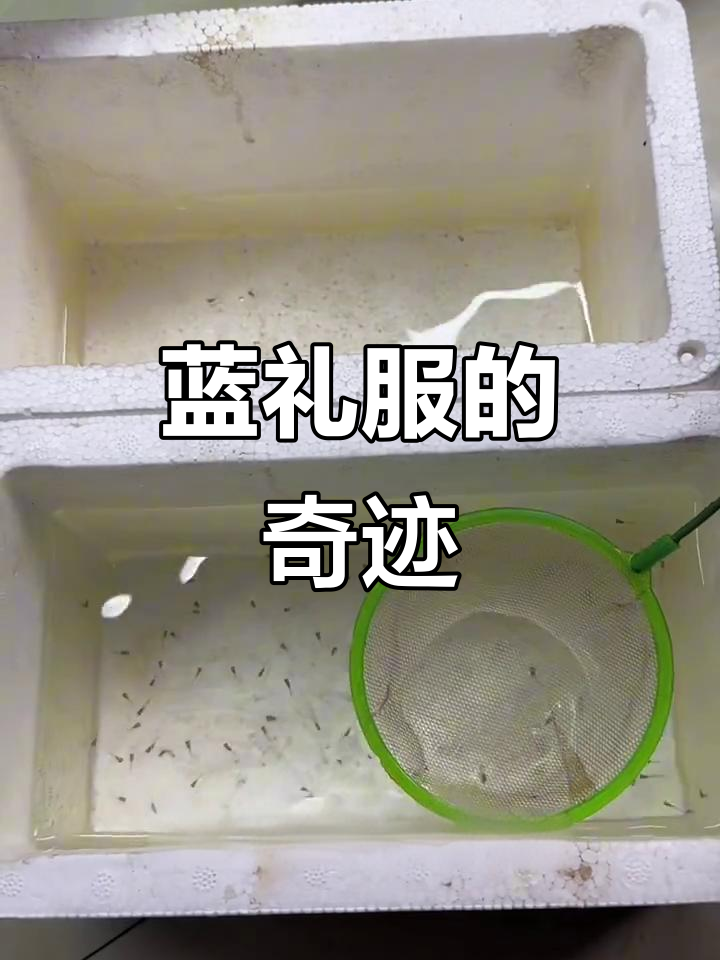 孔雀鱼蓝礼服,每次繁殖数十至上百条小鱼