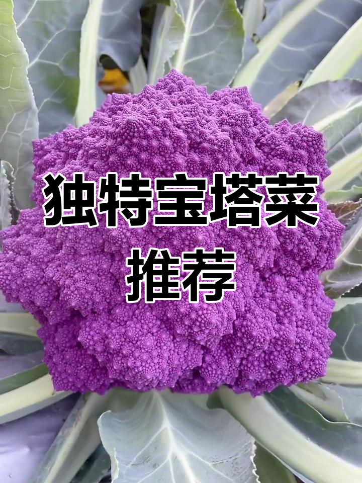 罗马花椰菜:宝塔般的蔬菜,营养丰富又美味