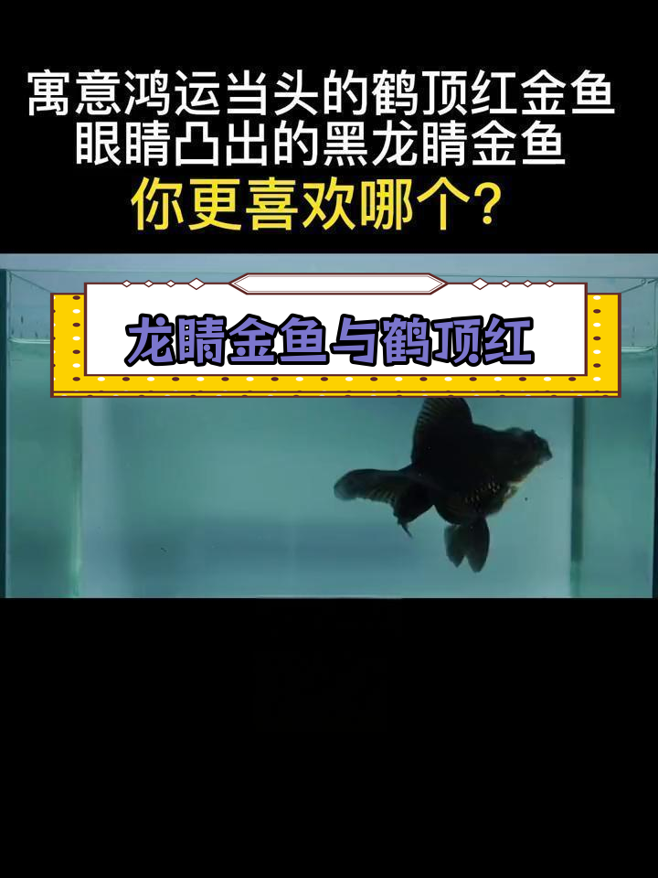 黑龙睛与鹤顶红金鱼的独特魅力,哪个更吸引你?