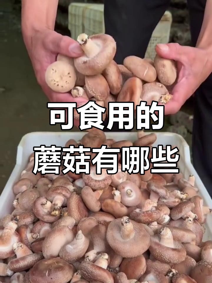 12种常见可食用蘑菇,你了解吗?