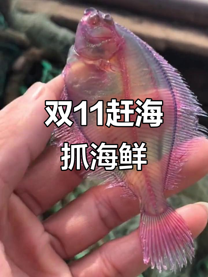 渔船发现神秘透明鱼,像银鱼还是真鱼?