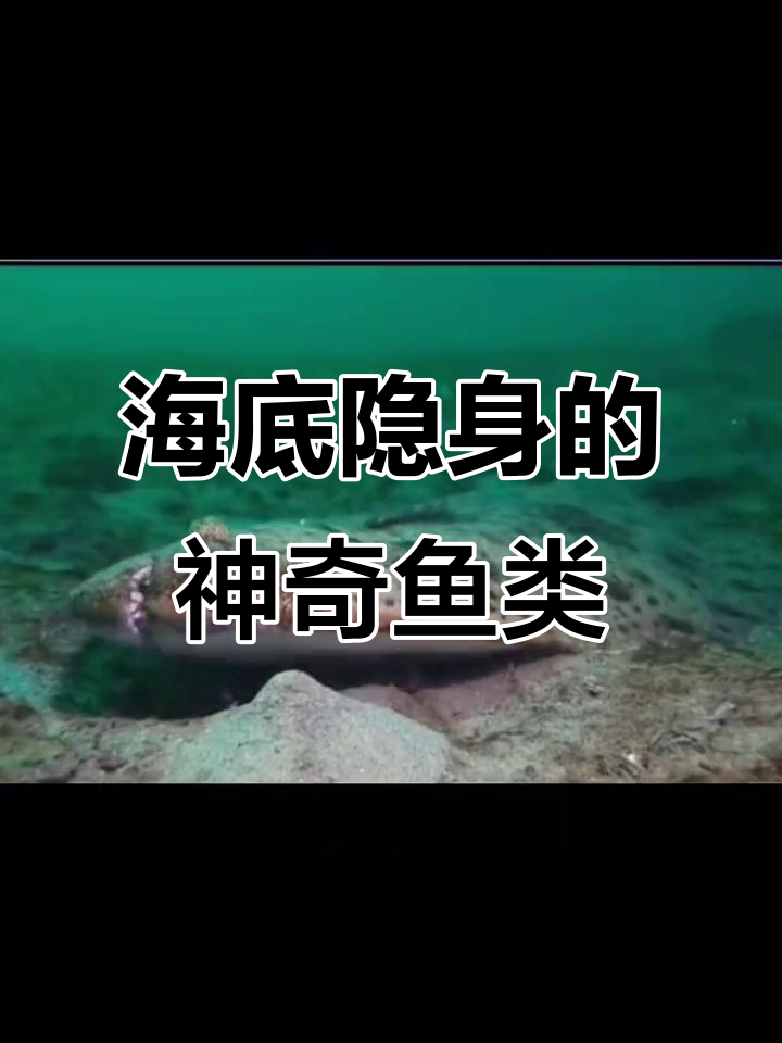 动物界的隐身大师:扁形鱼如何伪装成海底的一部分