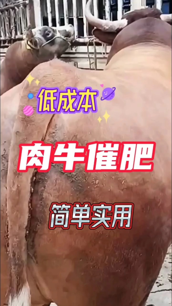 低成本肉牛催肥方法