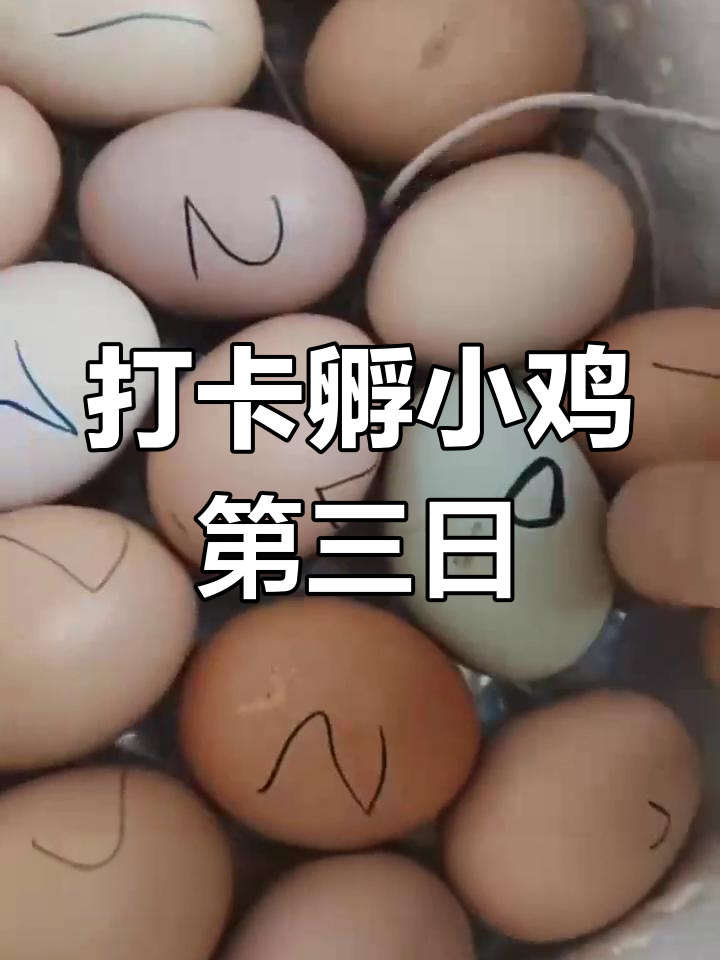 小鸡孵化第三天,今晚照蛋看看能孵出几只