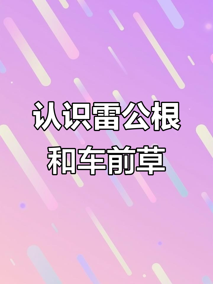 雷公根与车前草:大自然的神奇药材,清香又美味