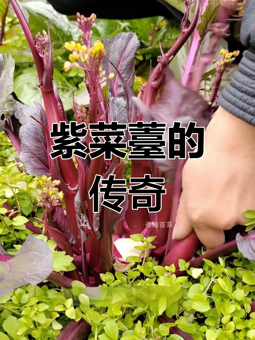 紫菜薹,唐朝贡品,分蘖旺盛,被誉为宫廷珍馐