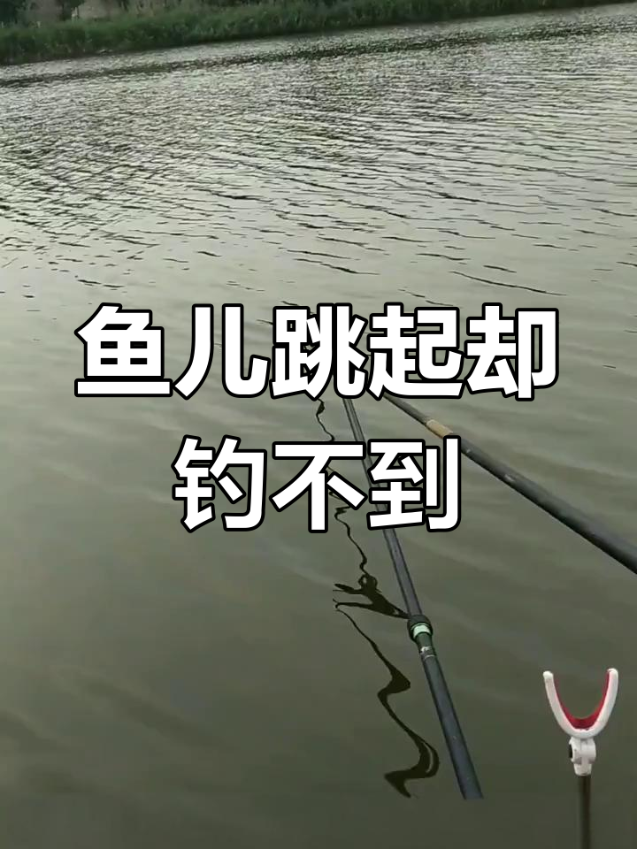 钓鱼时鱼跃水面,但为什么总不上钩?揭秘原因和技巧