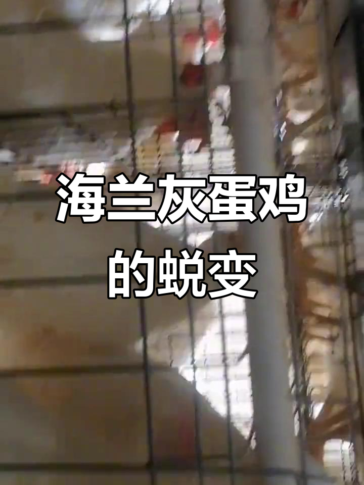 200天海兰灰蛋鸡成长记:羽毛焕发新生
