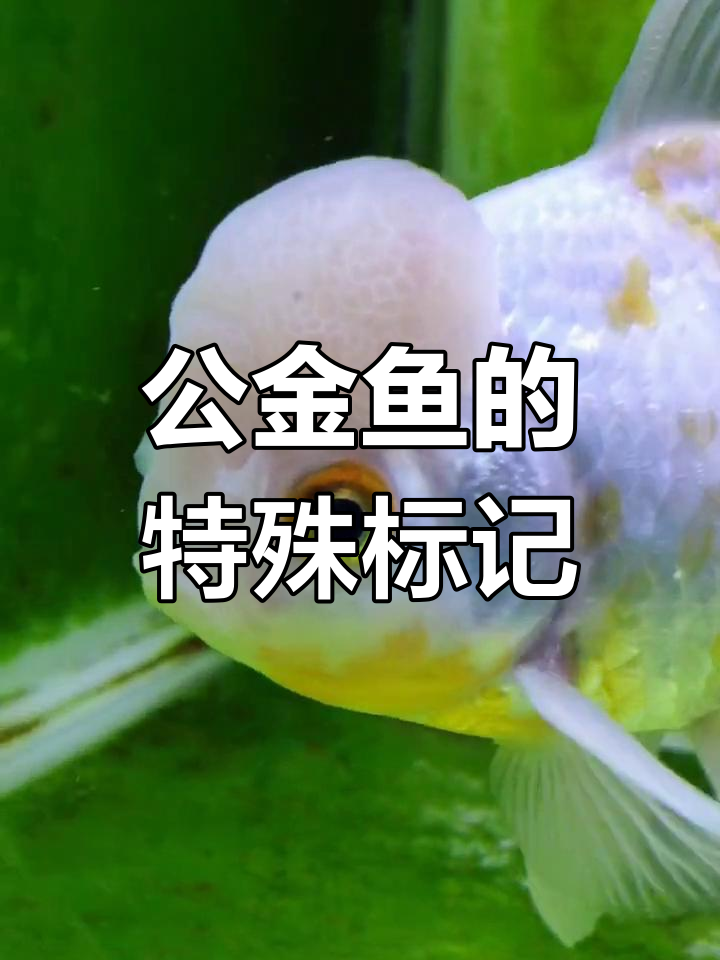 国狮金鱼,头顶小包,鳃盖白点,公鱼独特标志!