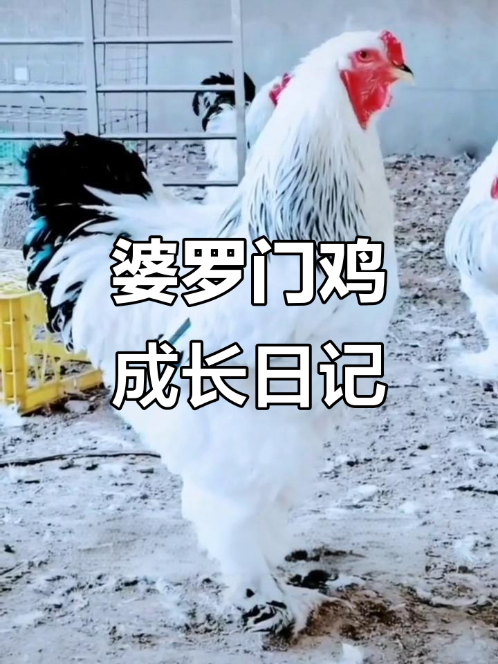 婆罗门鸡成长全纪录:从毛茸小雏到威武成年的蜕变