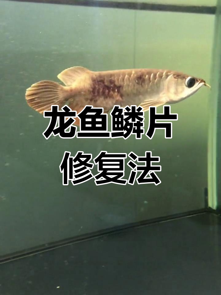 龙鱼鳞片腐蚀恢复方案:水质调理与治疗