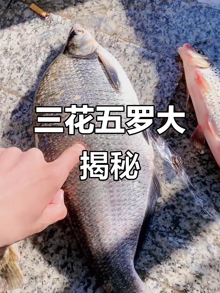 黑龙江三花五罗全揭秘，懊悔鱼、遮罗等一网打尽