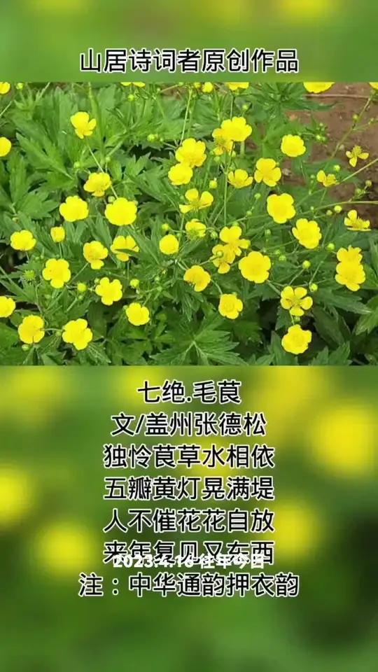 七绝.毛茛 文/盖州张德松 独怜茛草水相依,五瓣黄灯晃满堤。人不催花花自放,来年复见又东西