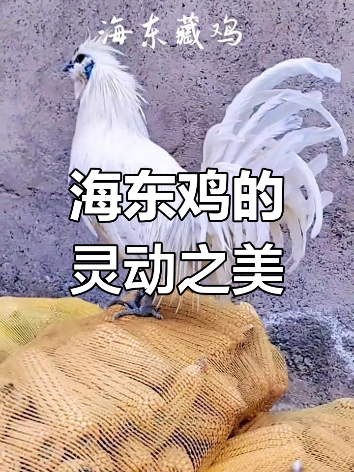 古老藏系海东鸡,野性呼唤