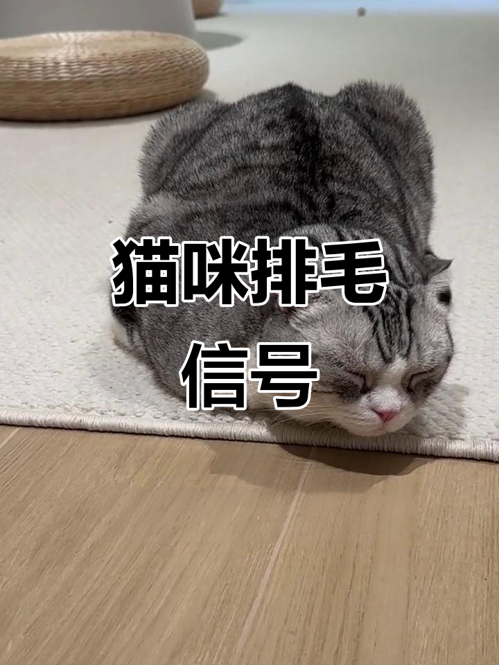 猫咪“母鸡蹲”可能是排毛行为,咬东西要警惕!