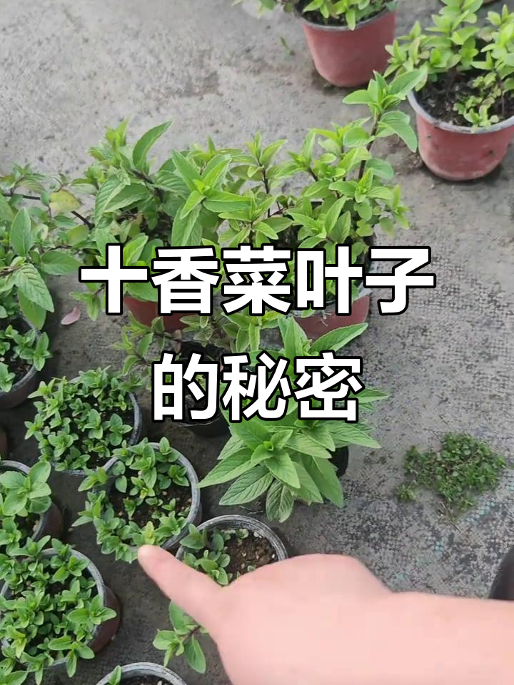十香菜叶子形态大揭秘,哪种才是你见过的?