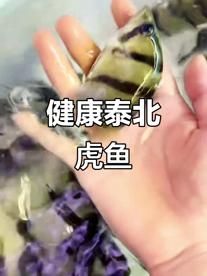 泰北虎鱼健康养殖，尺寸10-15公分