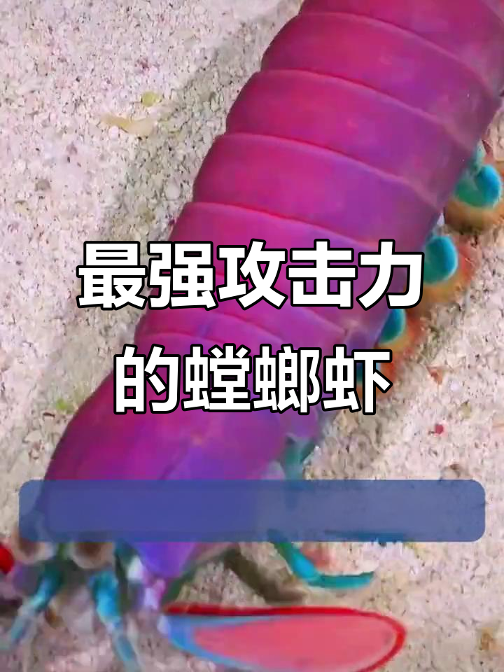 螳螂虾:攻击力最强的小型甲壳类,秒杀螃蟹和章鱼