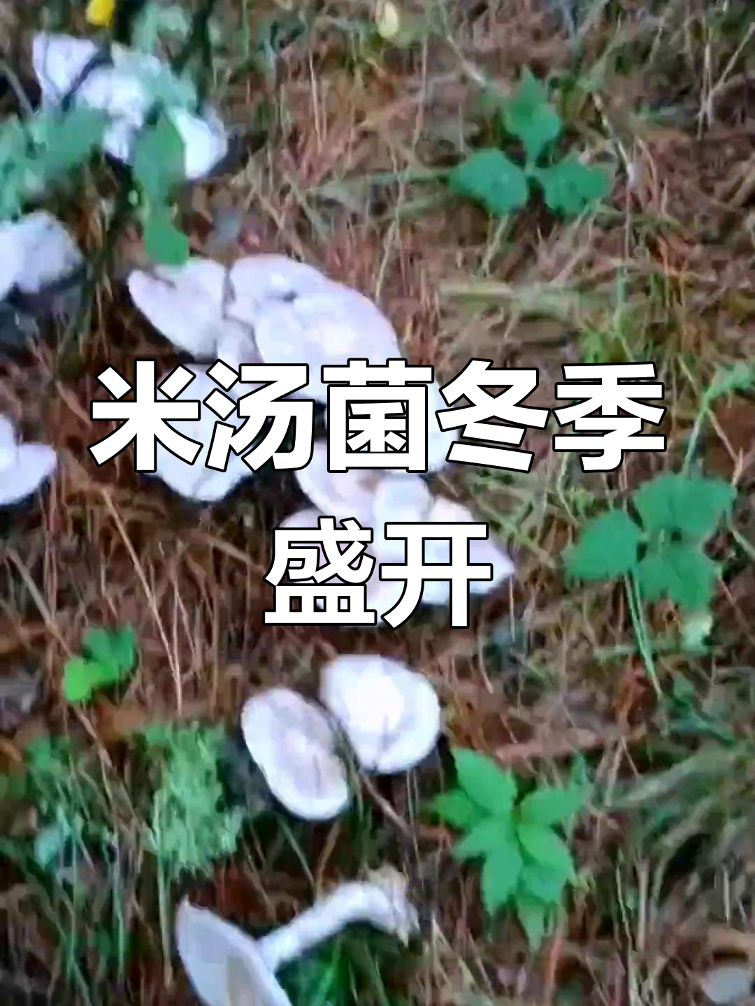 寒冬里,成片生长的米汤菌,香气扑鼻,安全可食