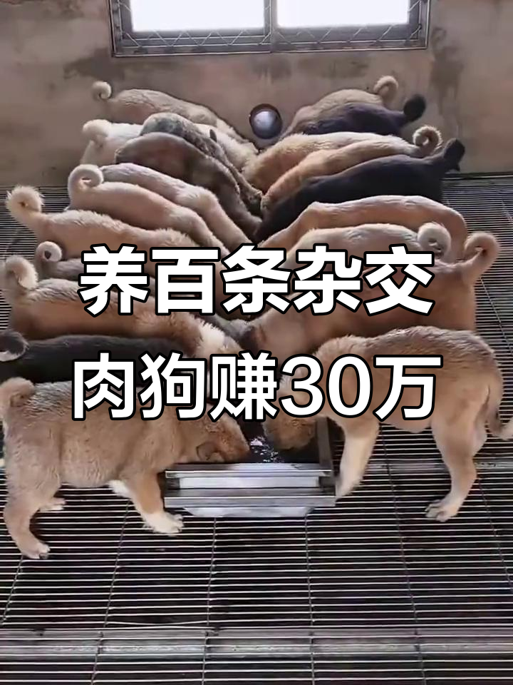 六十岁大哥养一百只肉狗,年入三十万,五个月长八十斤
